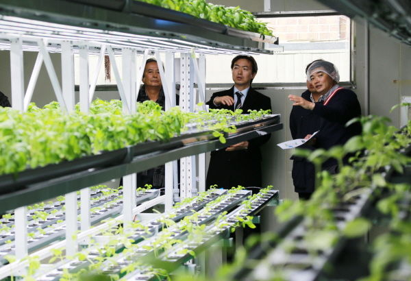 과천시가 경기도 공모사업에 선정돼 설립을 추진한 사회적경제형 식물공장이 완공 돼 24일 해당 공장 내에서 현장설명회를 개최한 가운데 김종천 과천시장이 공장 관계자로부터 설명을 듣고 있다.