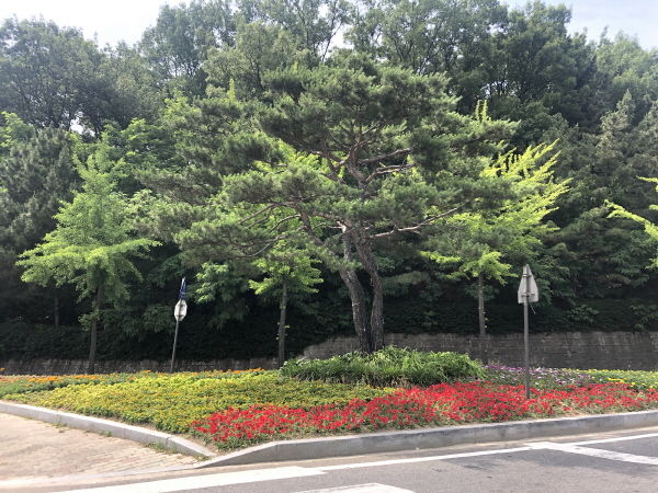 안산시는 지난 7일부터 17일까지 도시 가로경관 개선을 위해 시청 앞 교통섬, 북고개 사거리, 안산IC 등 주요 시가지와 교통섬 7개소 및 도로변 꽃화분에 아름다운 여름꽃길을 조성했다.