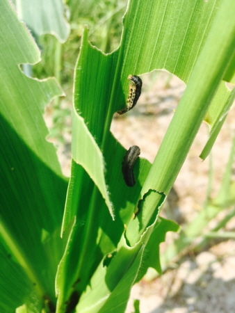김포시농업기술센터는 최근 경기도 화성, 양주, 여주 등에서 발견되고 있는 멸강나방 방제를 위한 지도를 강화하고 있다.