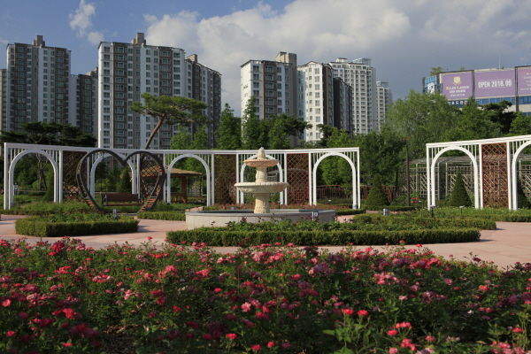 오산시 세교1지구 고인돌역사공원 ‘장미뜨레’에 형형색색의 아름다운 장미꽃이 뿜어내는 향긋한 꽃내음과 화려하고 우아한 자태로 오산 시민들의 오감을 사로잡고 있다.