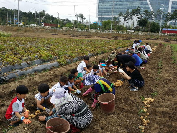 농작물 체험 행사를 하는 유치원생들