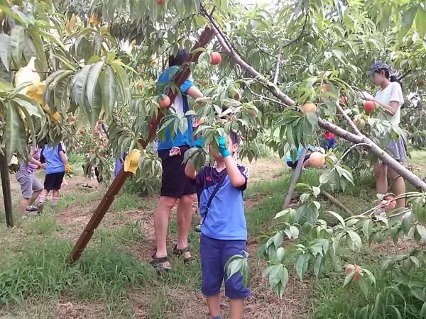 춘덕산 복숭아 수확 체험