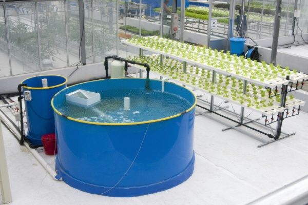 아쿠아포닉스 엽채류 재배 모델