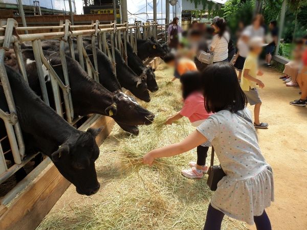 김포시 드림스타트는 지난 22일 드림스타트 가족들을 대상으로 여름 나들이 ‘꿈목장’ 체험 프로그램을 운영했다.