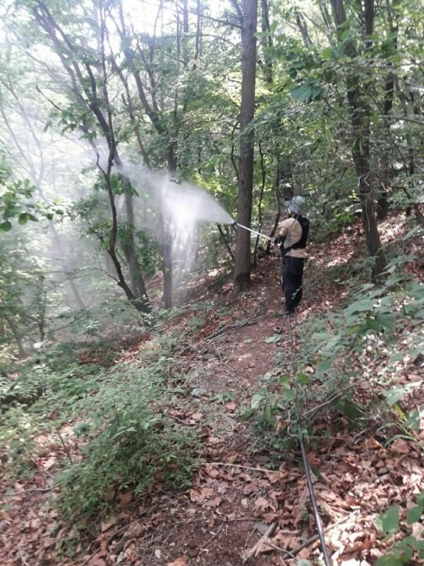 김포시, 미국선녀벌레 등 약충 중점적 산림방제 실시