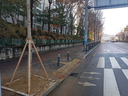 의왕시, 은행나무 암수교체 시범사업 추진…악취 NO