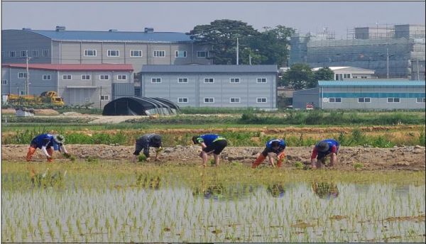 바르게살기운동 매화동위원회, 모내기 일손 돕기 봉사