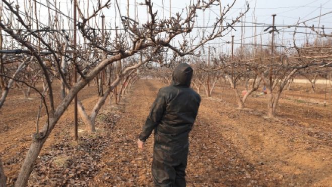 파주시, 과수화상병 확산 방지 위해 동계예찰 실시