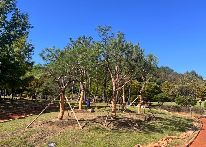 오산시, 기부받은 소나무로 아름다워지다