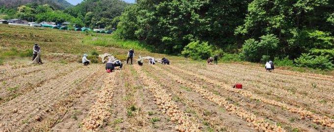 합천군 합천읍 농촌일손돕기로‘작은 나눔 큰 기쁨 실천’