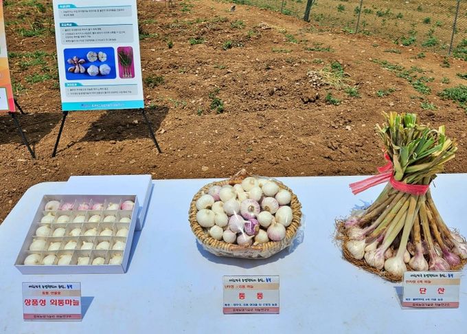 충북농업기술원, 신품종 마늘 현장 평가회 개최