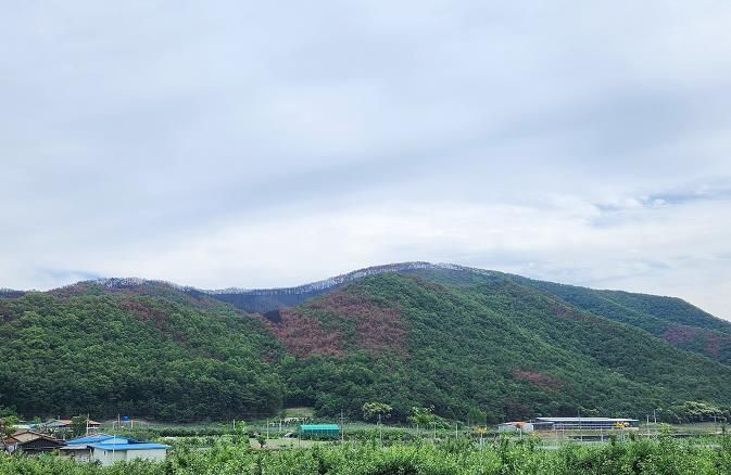 안동시, 산불피해 지역 중심 소나무 방제 드론으로 대응