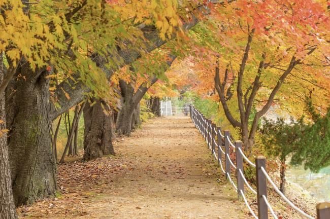 가평군, 옛 중앙내수면연구소 단풍길 16일간 개방