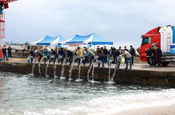 울진군은 양정항(울진읍)에서‘2025년 수산종자매입방류(강도다리) 행사’를 개최하고 강도다리 치어 24만 마리를 방류했다