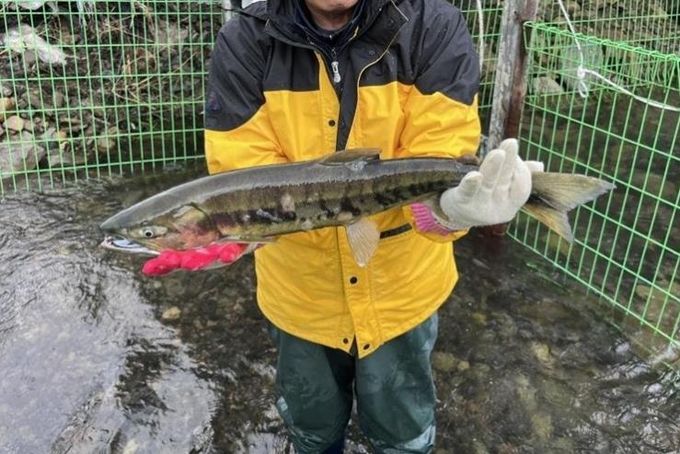태화강생태관, 울주군 구영교서 태화강 연어 올해 첫 포획
