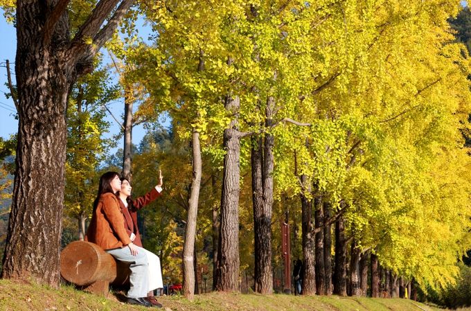 올해도 찾아온 괴산의 황금빛 가을 ‘장관’