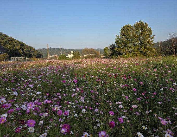 세종시, 주민 손길로 피어난 국곡리 코스모스 정원