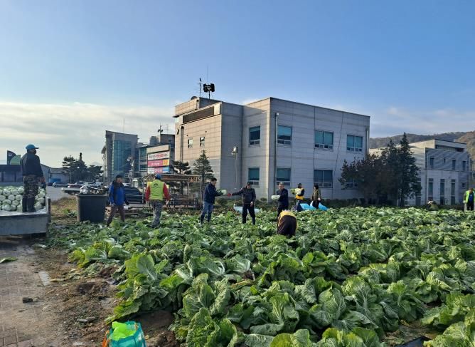 양평군 양동면 지역사회보장협의체, 기관·단체와 함께 동절기 배추·무 수확