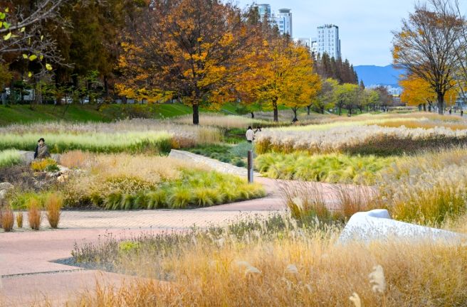 태화강그라스정원, 가을빛을 머금다