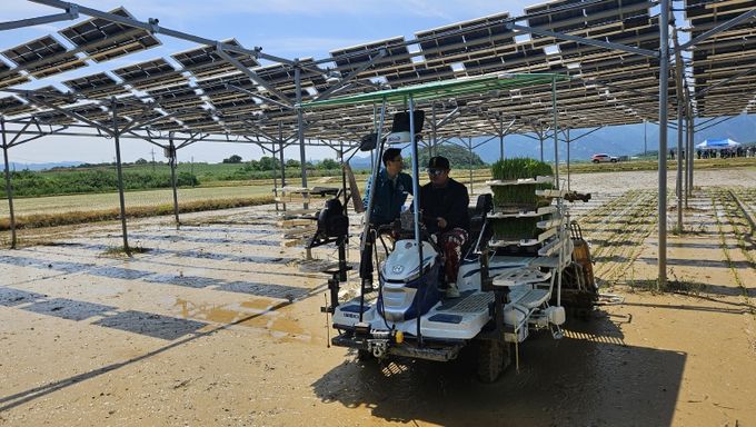 영암군 영농형 태양광 실증 논 벼이양작업