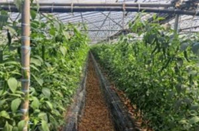 시설고추 재배지