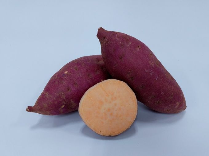 신품종 ‘호풍미’ 씨고구마 1.5톤 무상 보급