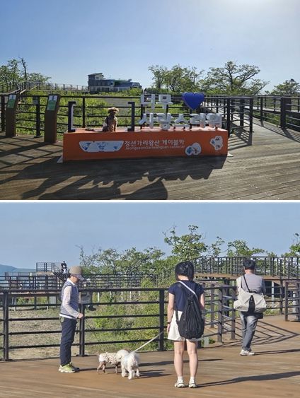 정선군, 가리왕산 케이블카 반려견 동반 탑승 이벤트 운영