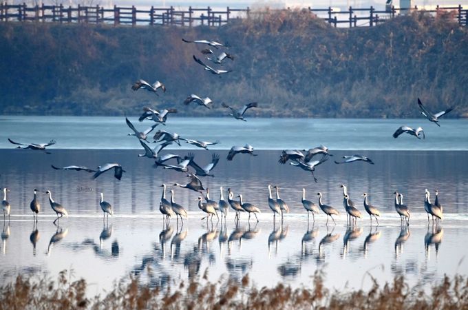 주남저수지 갈대섬 인근에서 재두루미가 쉬고 있다.