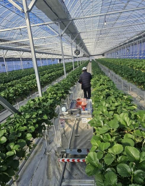 예천군, 딸기 농가에 ‘스마트팜 작업자 추종 운반 로봇’ 도입