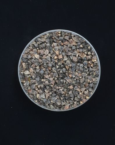 메밀(양절, 종자)