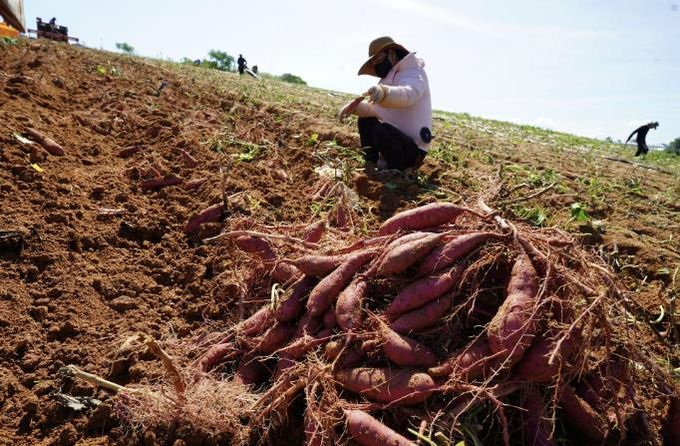 고구마 수확