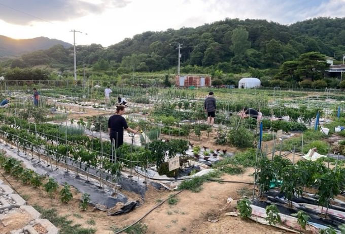 농촌이음텃밭 참여자들이 작물을 재배하고있는 모습