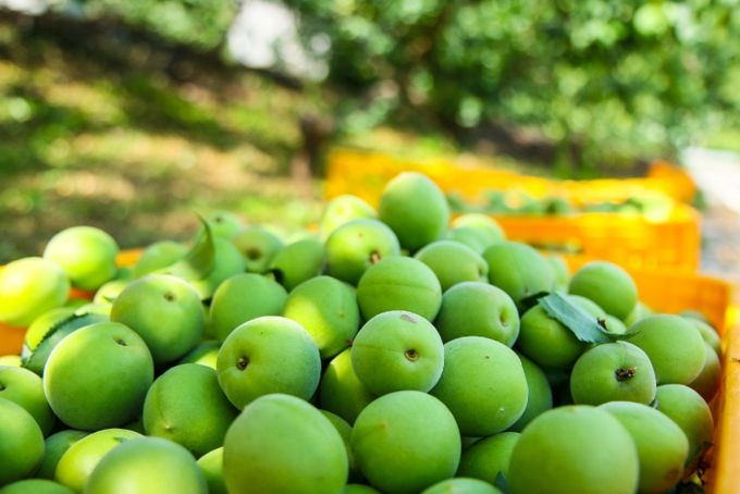 광양시, 임야 재배 매실 과원 유기질비료 지원 신청・접수