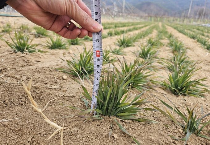 트리티케일 실증시험