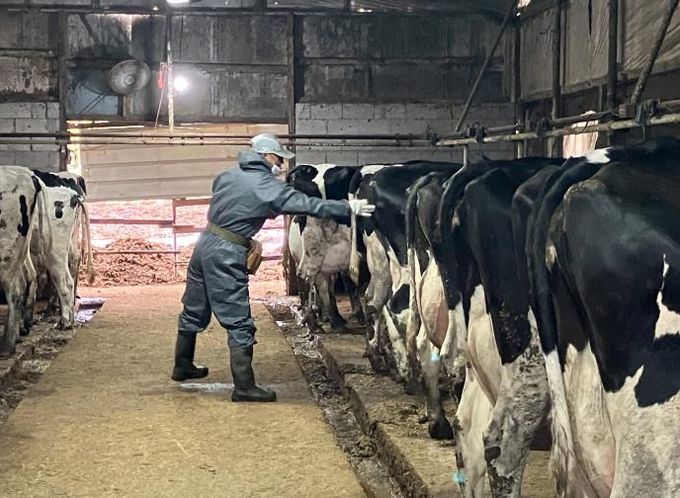 산업동물 공수의사 소 결핵병 공동검진 사진