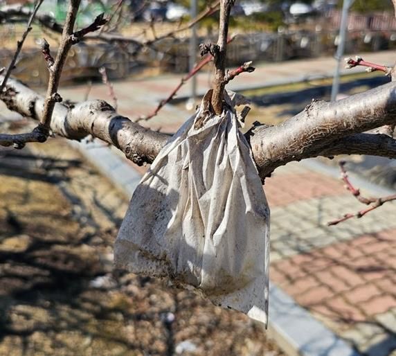 월동가지에 매달린 빈봉지사진