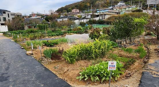 도시민 친환경 가족텃밭 전경(안산동)