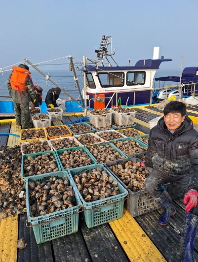새조개 집산지 홍성 ‘남당항’ 참소라 대풍에 함박웃음