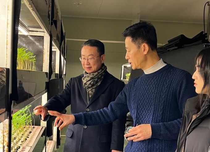 영광군에서 키운 ‘새싹인삼’ 일본 수출 본격적으로 추진