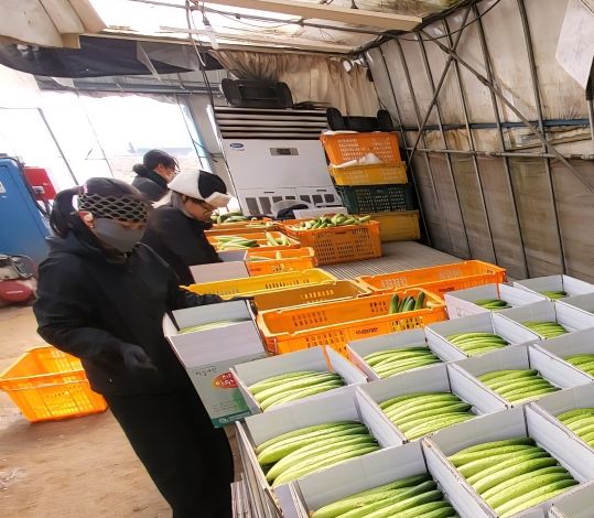 천안 하늘그린오이 재배 농가가 수확한 오이를 상자에 담고 있다.