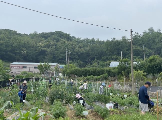 지난해 주말농장 참여자들이 농업 체험을 하고 있다.