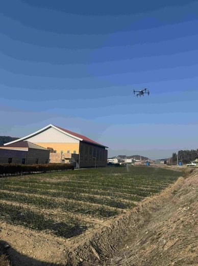 고흥 조생양파 방제 사진