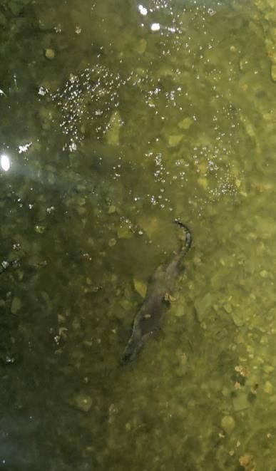 충북 괴산군 에코브릿지 아래 하천에서 천연기념물인 수달이 헤엄치며 먹이 활동을 하고 있다