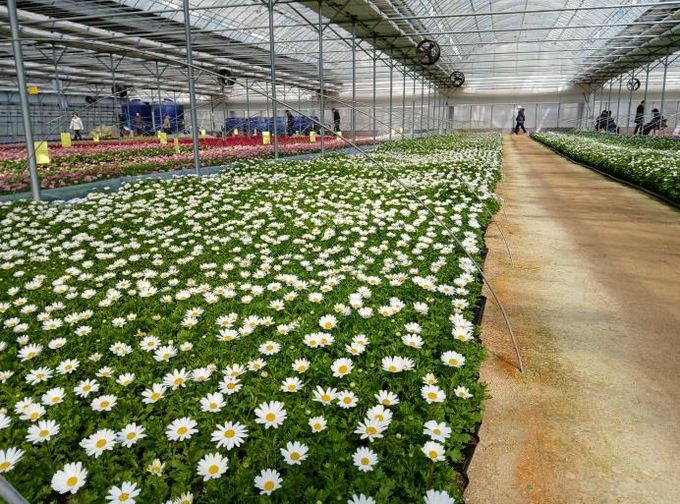 여월꽃양묘장에 식재된 비올라 모습